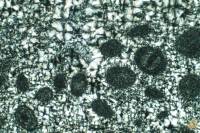 Silexite oolithique LPA x10